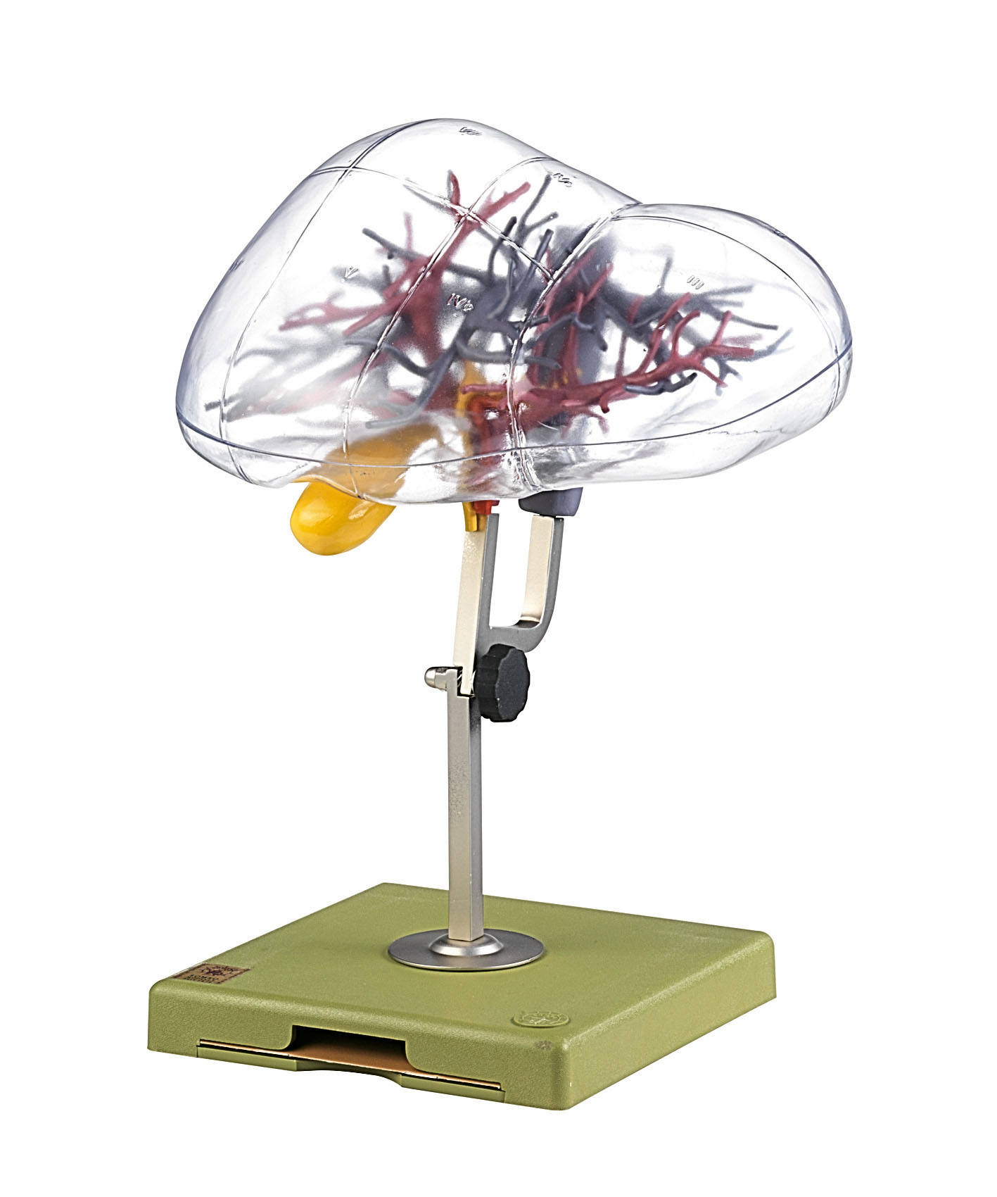 Model of the Surgical Division of the Liver Into Segments