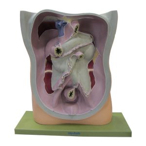 Posterior Section of the Abdominal Cavity