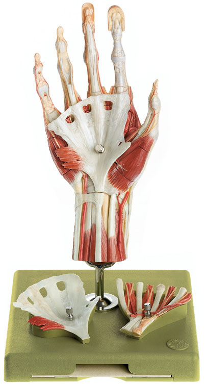 Surgical Hand Model, Light