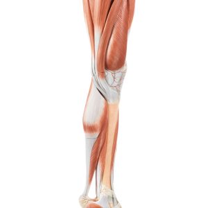 Muscles of the Leg With Base of Pelvis, Light