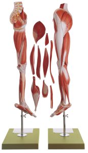 Muscles of the Leg With Base of Pelvis, Light