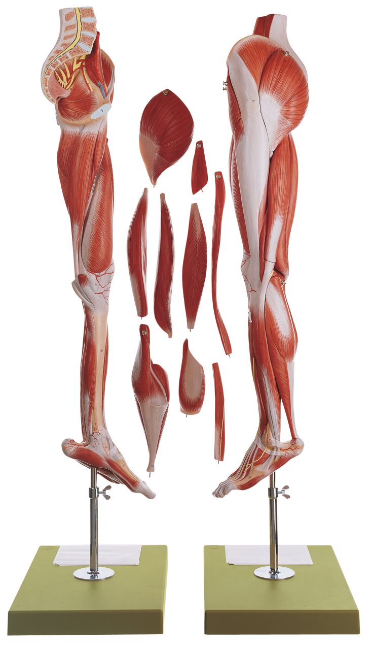 Muscles of the Leg With Base of Pelvis, Light