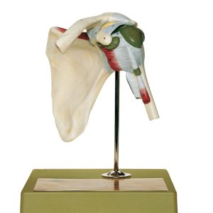 Shoulder Joint