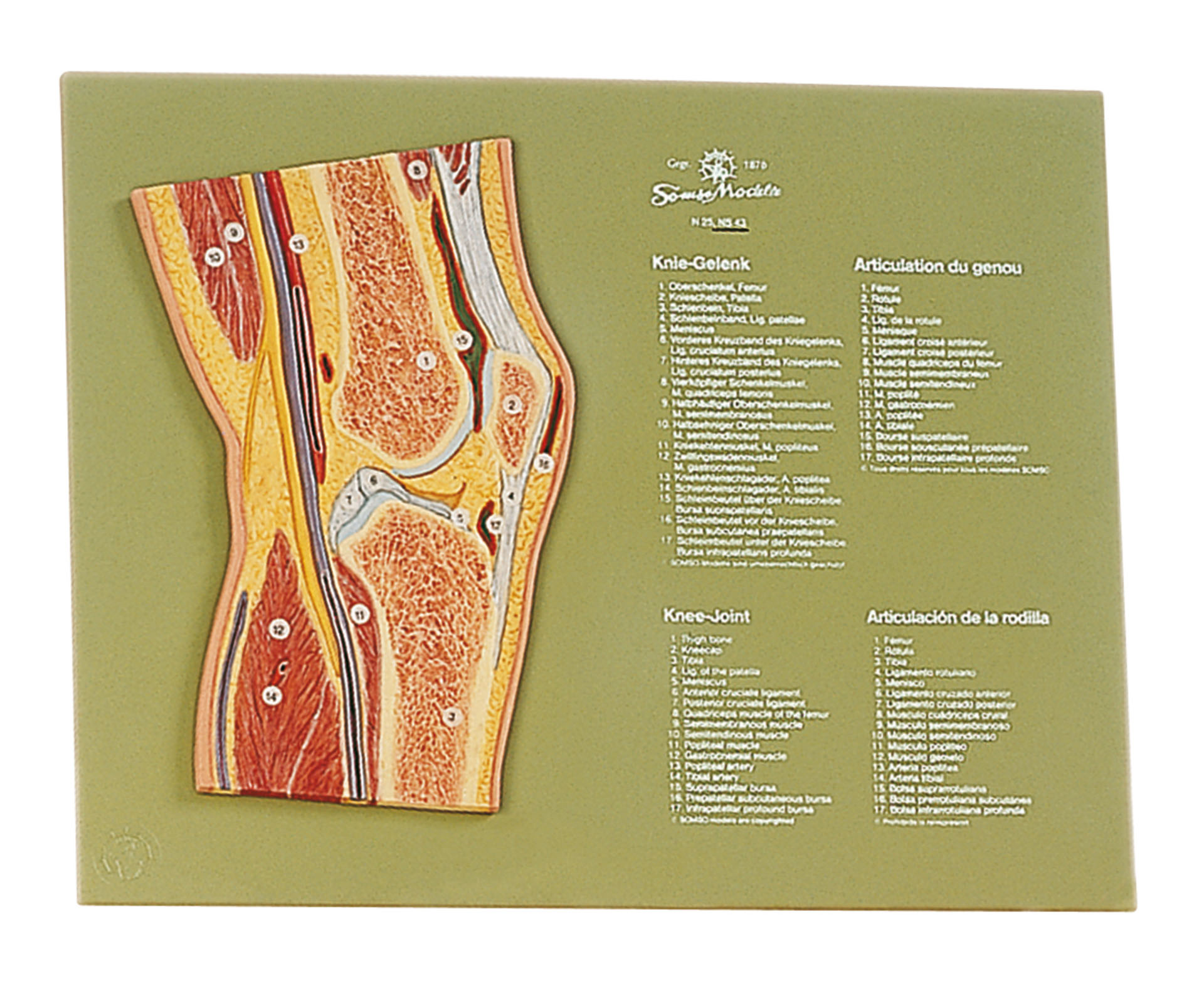 Section Through the Knee Joint, Light