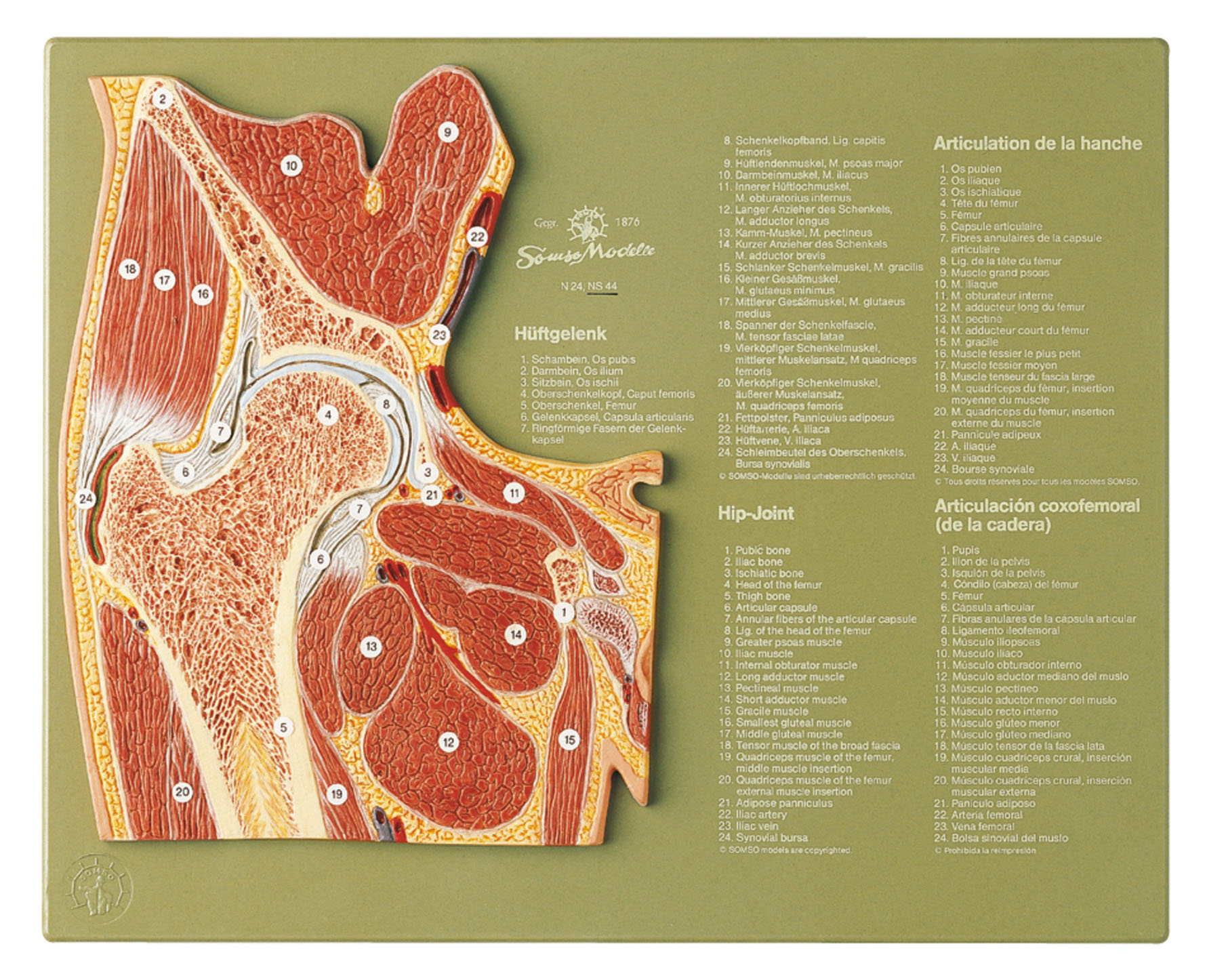 Section Through the Hip Joint, Light