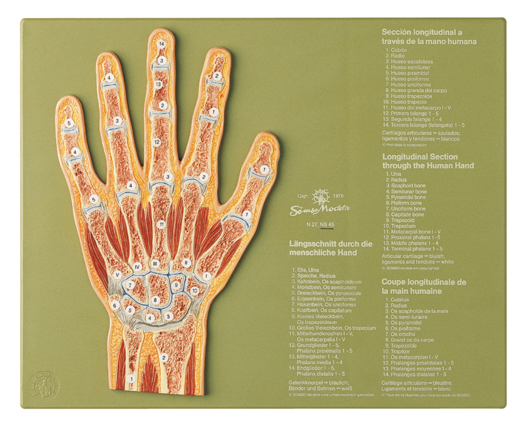 Section Through the Hand, Light