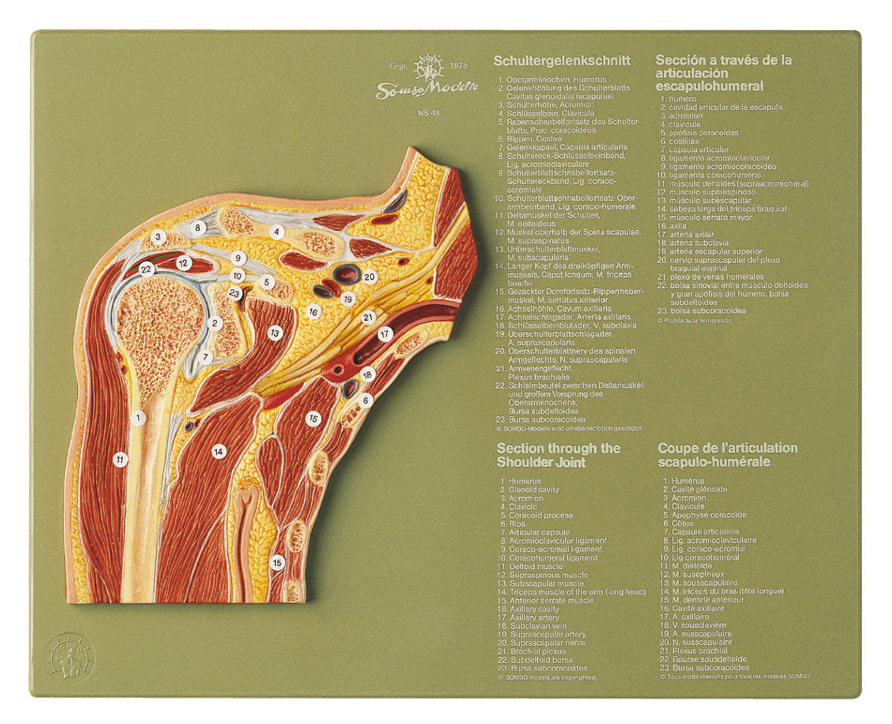 Section Through the Shoulder Joint, Light