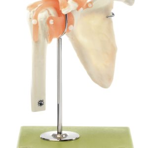 Functional Model of the Shoulder Joint
