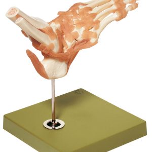 Functional Model of the Joints of the Foot