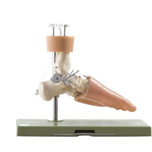 Functional Model of the Tarsus, Light