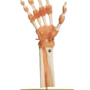Functional Model of the Hand and Finger Joints