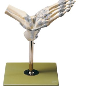 Ankle Joints With Ligaments
