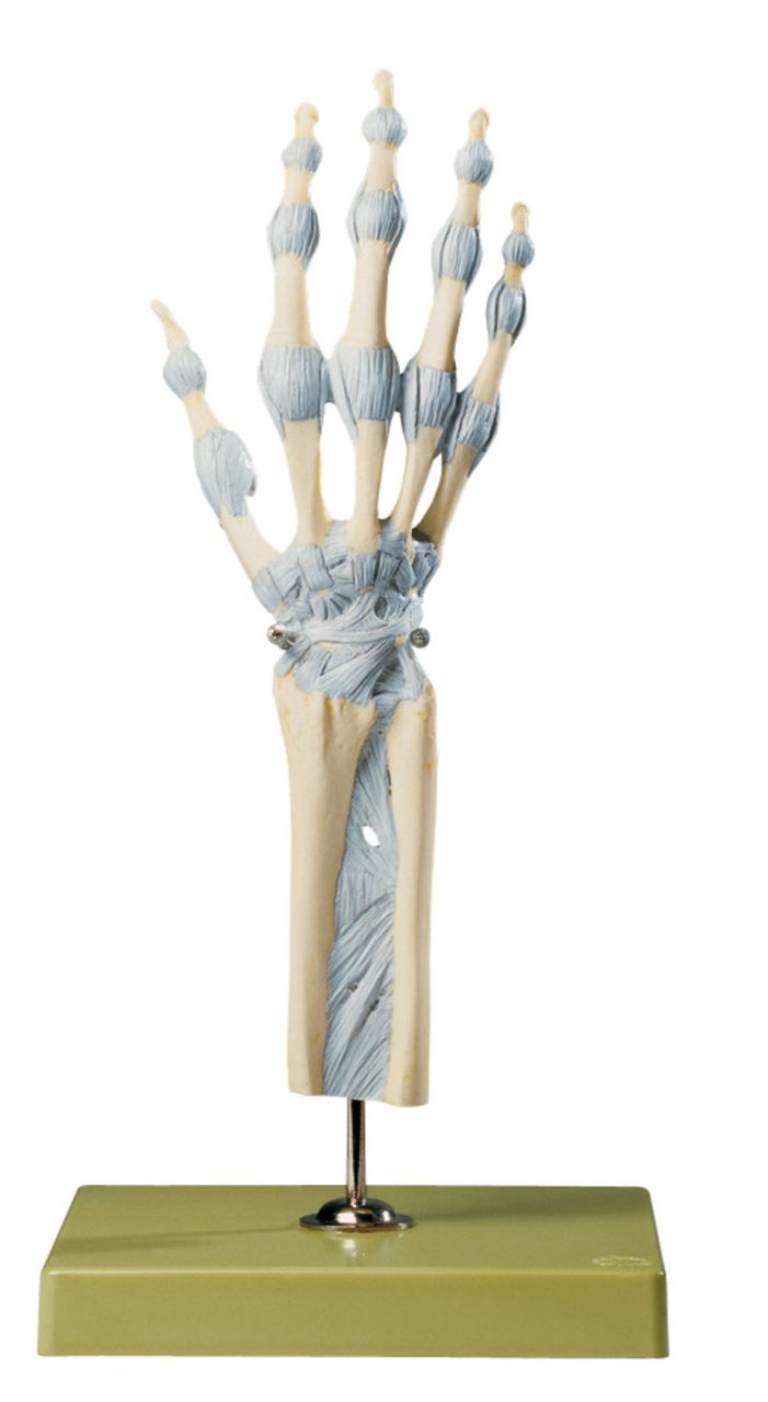 Joints of Hand and Fingers with Ligaments