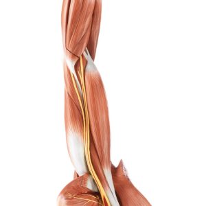 Muscles of the Arm With Shoulder Girdle, Light