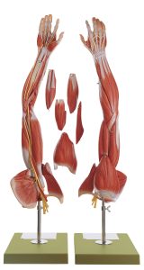 Muscles of the Arm With Shoulder Girdle, Light
