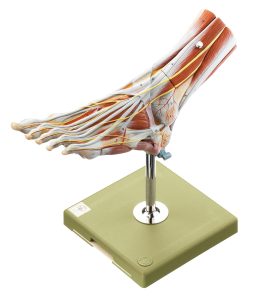Muscles of the Foot - 9 Parts