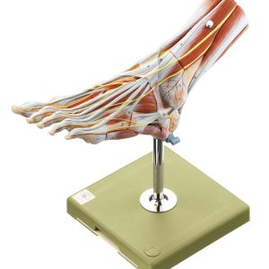 Muscles of the Foot - 9 Parts