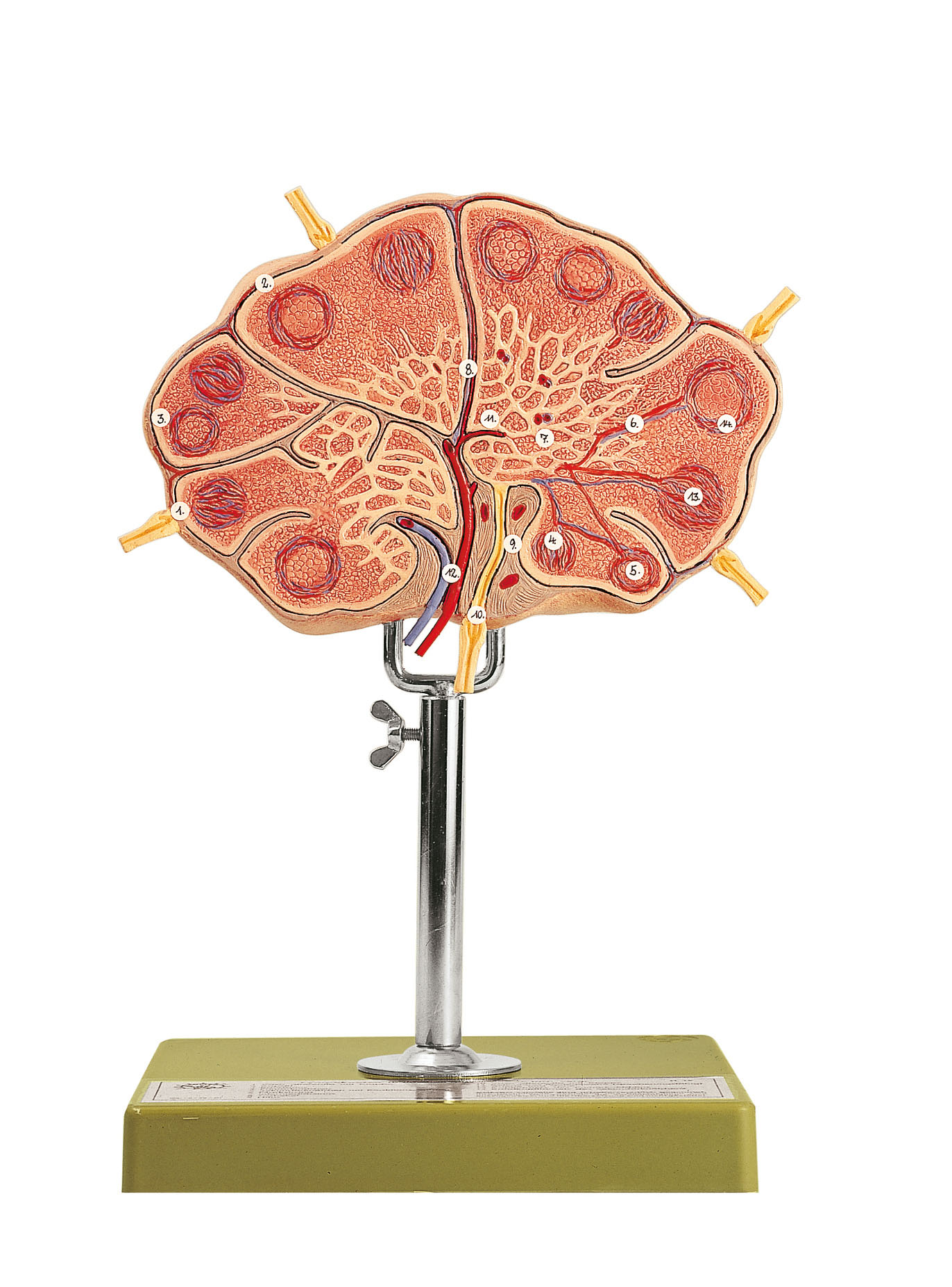 Lymph Node