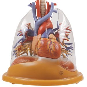 Heart-lung Table Model