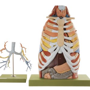 Anatomy of the Thorax