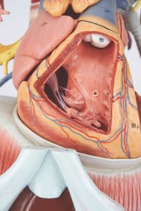 Anatomy of the Thorax