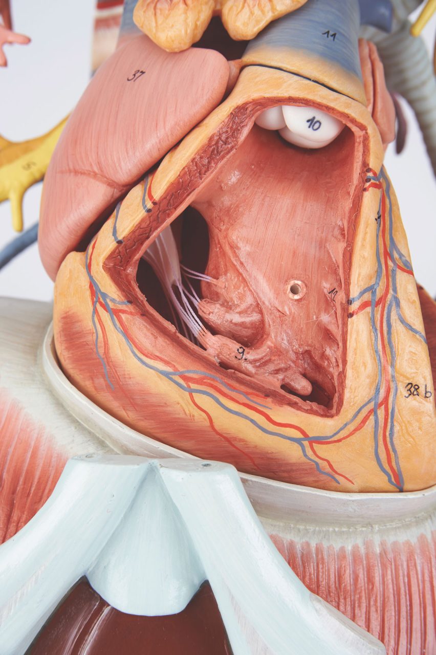Anatomy of the Thorax