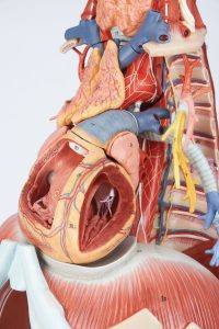 Anatomy of the Thorax