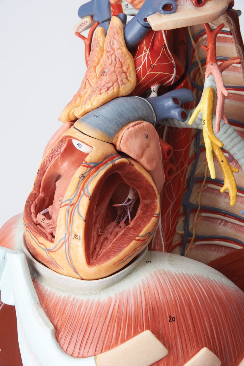 Anatomy of the Thorax
