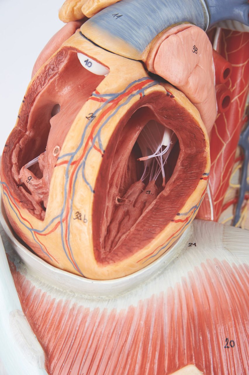 Anatomy of the Thorax