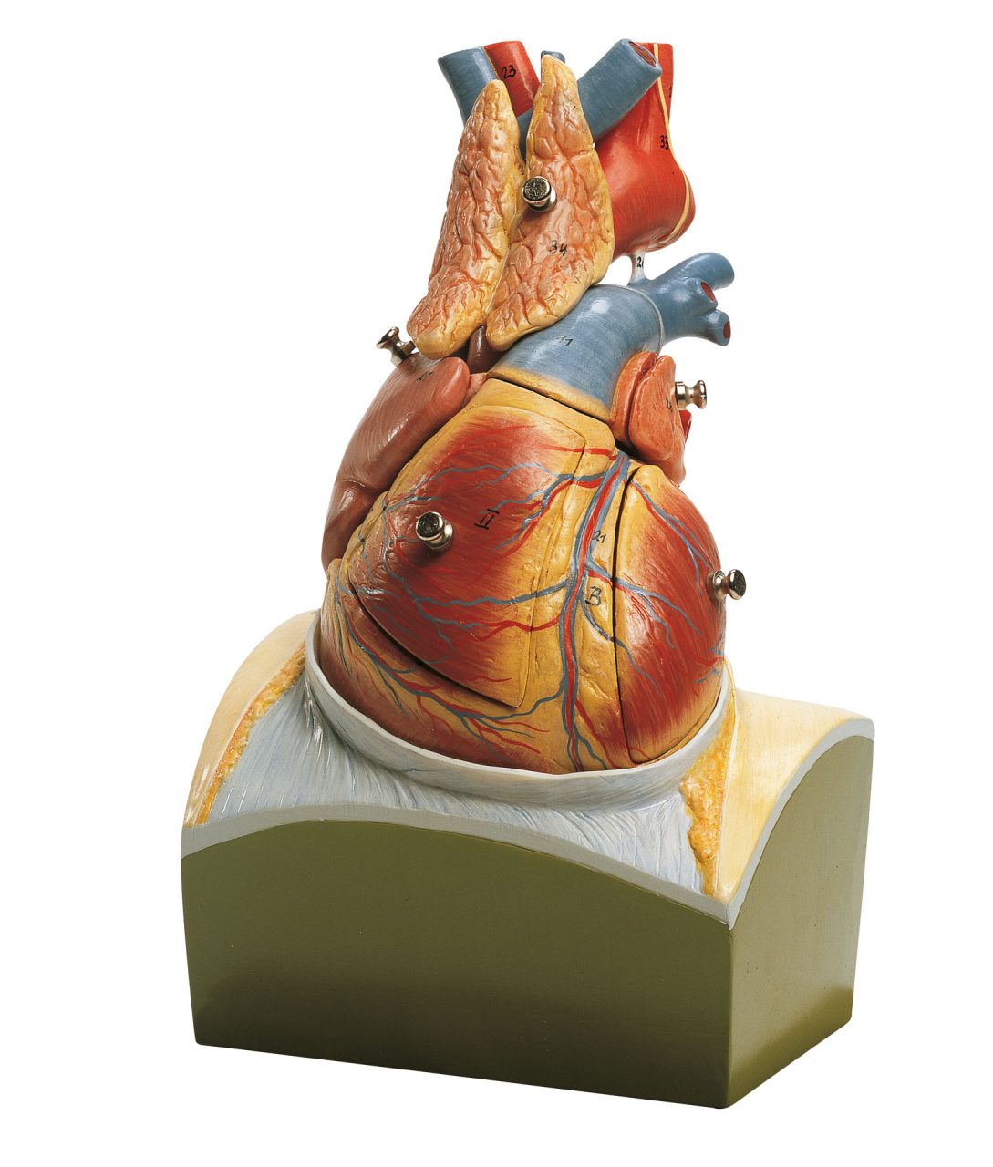 Heart on Diaphragm Base - Separates Into 8 Parts