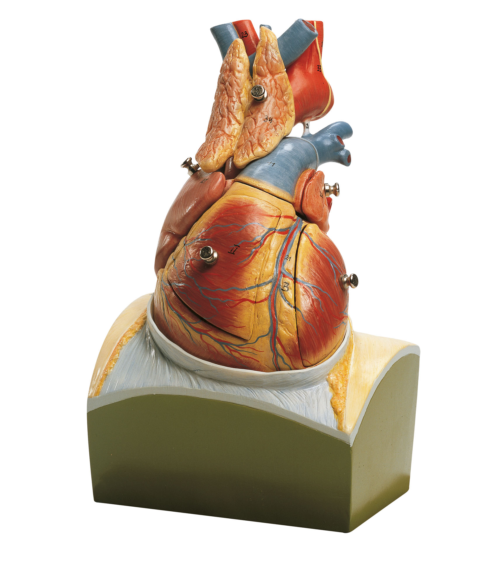 Heart on Diaphragm Base – Separates Into 8 Parts