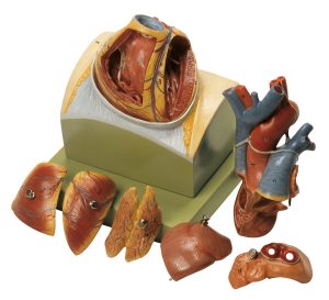 Heart on Diaphragm Base - Separates Into 8 Parts