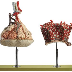 Lobule of the Lung With Additional Model Pulmonary Alveoli