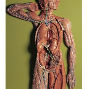 Lymphatic System
