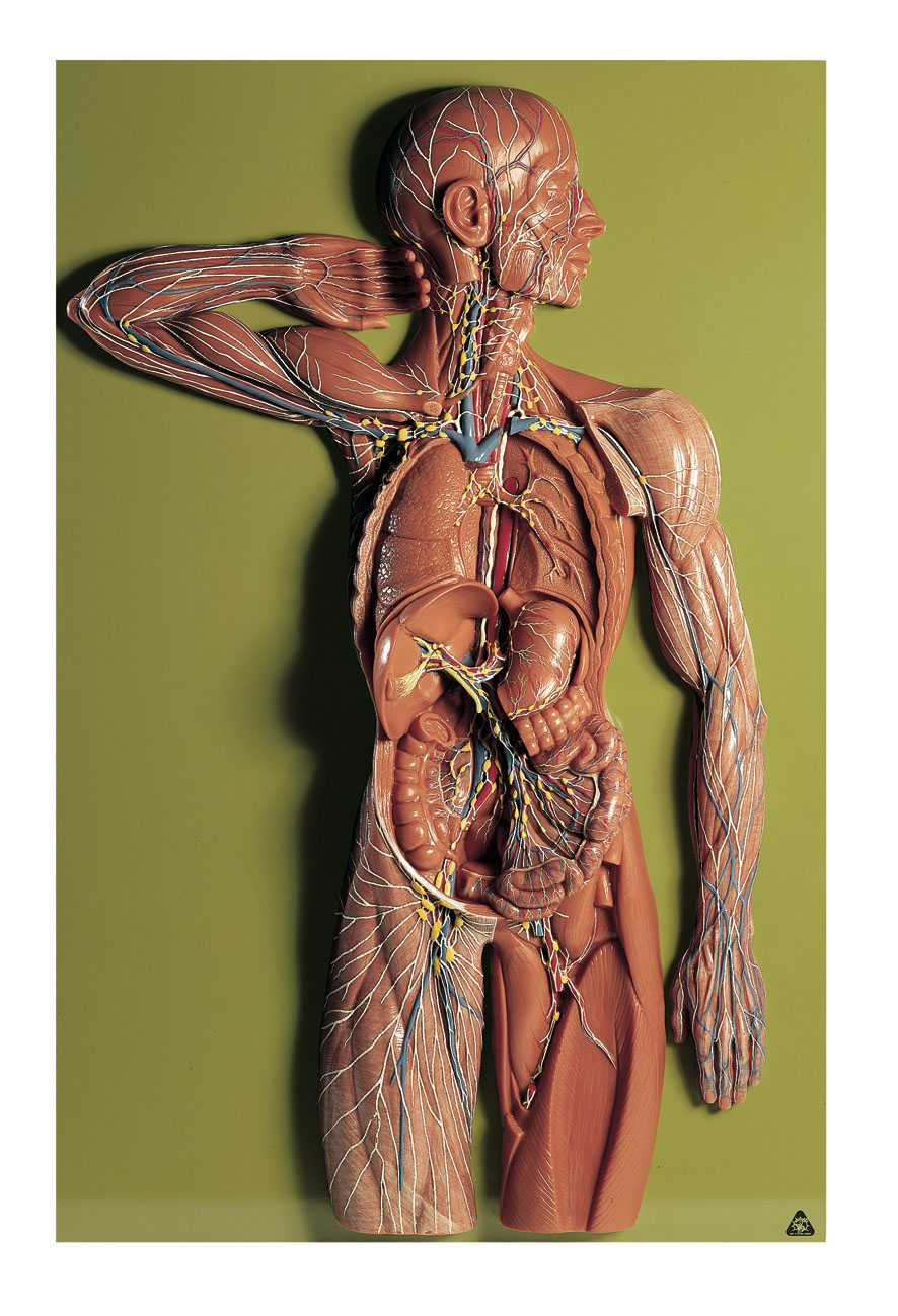 Lymphatic System