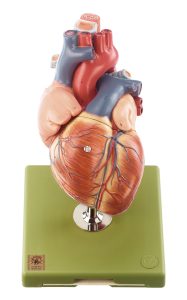 Heart - Separates Into 5 Parts