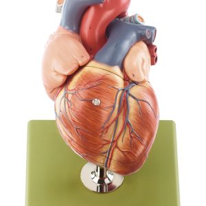 Heart - Separates Into 5 Parts