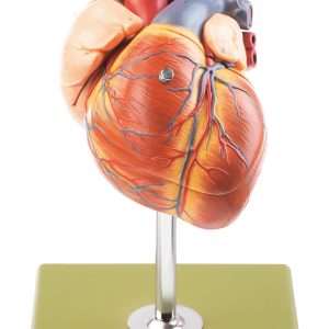 Heart With Conducting System