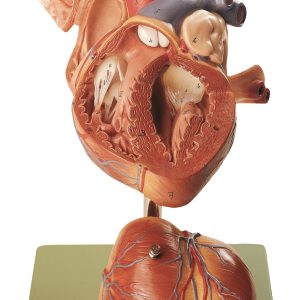 Heart - Separates Into 4 Parts