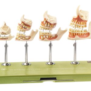Development of a Set of Teeth