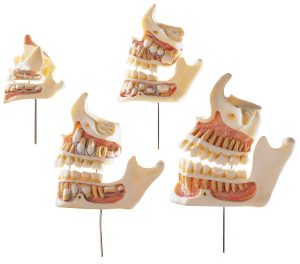 Development of a Set of Teeth