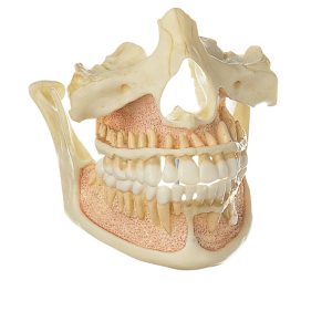 Development of a Set of Teeth