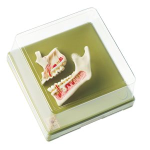 Half of the Upper and Lower Jaw