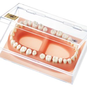 Set of Teeth of an Adult