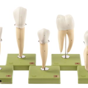 Five Models of Teeth