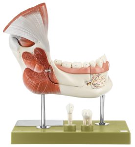 Right Lower Jaw With Muscles