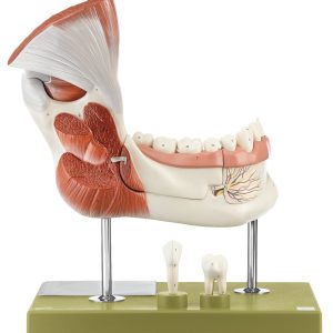 Right Lower Jaw With Muscles