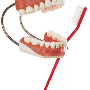 Model of a Set of Teeth
