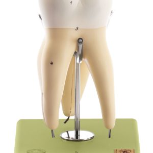 First Upper Molar With Three Roots