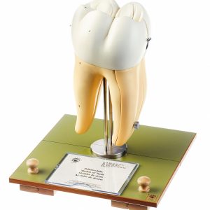 Right Lower First Molar